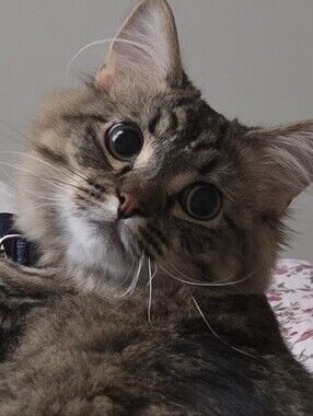 Meet your Posher, Gizmo